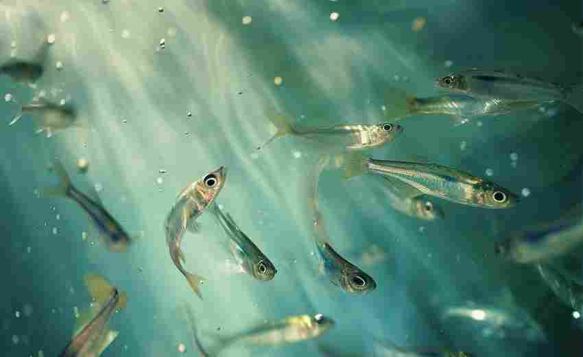 蘿崗區(qū)的城市發(fā)展與產(chǎn)業(yè)優(yōu)勢如何為SEO優(yōu)化提供支持？