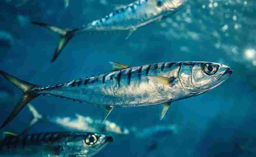 洪湖地區(qū)的SEO現(xiàn)狀如何？