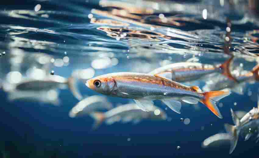 張槎SEO優(yōu)化的成功案例