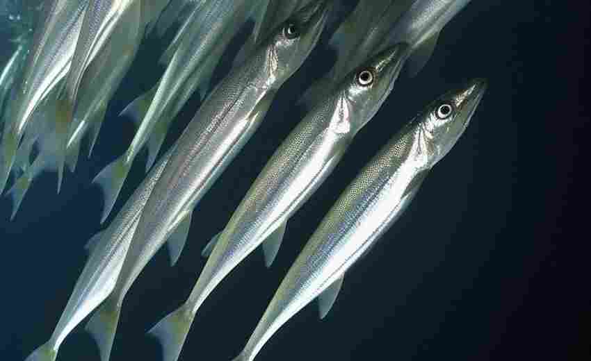 如何獲取江津區(qū)的SEO資源？