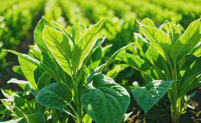 網站建設如何結合SEO提升煙臺企業(yè)的線上競爭力