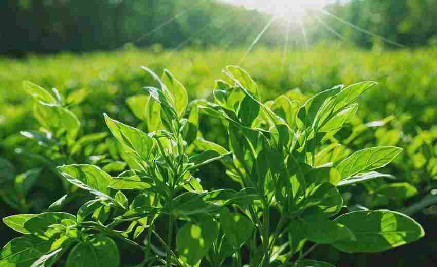 藥材種植類網(wǎng)站建設(shè)中數(shù)據(jù)展示模塊的選擇技巧