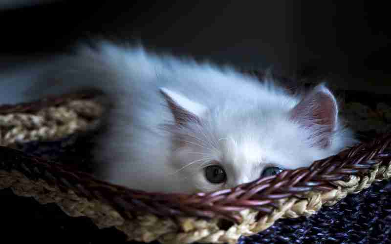 小數(shù)點后一位怎么取php(怎么只取小數(shù)點后兩位)