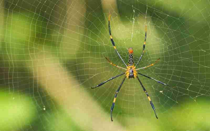 WordPress自動(dòng)readmore、wordpress php