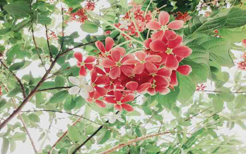 帝國cms 偽靜態(tài) 欄目名稱,帝國cms和織夢哪個好